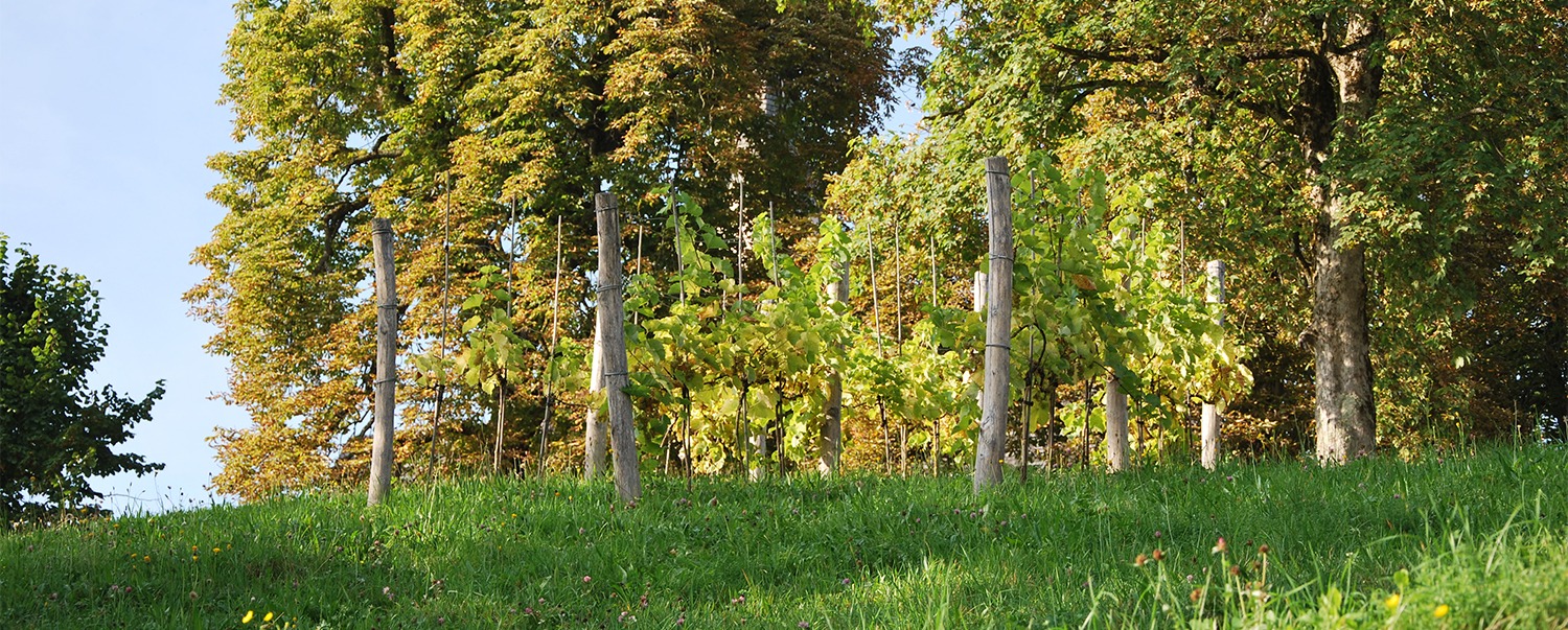 Aktivitäten Weinberg